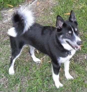 A black with white Huskimo is standing in grass. Its mouth is open and tongue is out