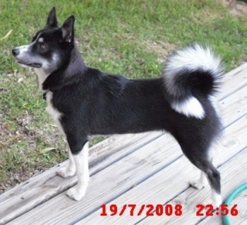 A black with white Huskimo is standing on a wooden deck and looking over the edge