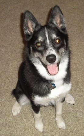 A happy looking black with white Huskimo is sitting on a tan carpet and it is looking up with its tongue showing.