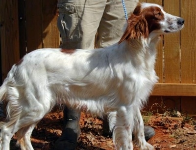 A white with red Irish Setter is standing in dirt in front of a person and a wooden fence.