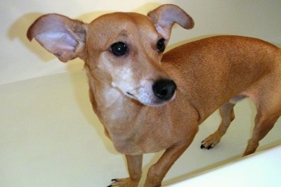 A tan Italian Doxie is standing in an empty white tub looking to the right. The dog is not wearing a collar.