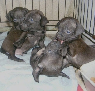 Litter of grayish-brown Italian Doxie puppies are in a pen licking each other