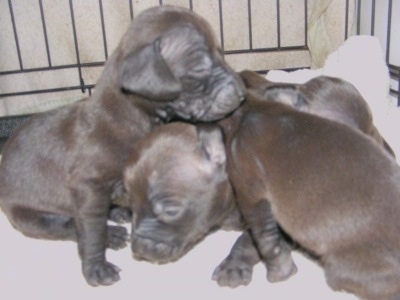 A grayish-brown litter of Italian Doxie puppies sleeping in a pile in the middle of a pen
