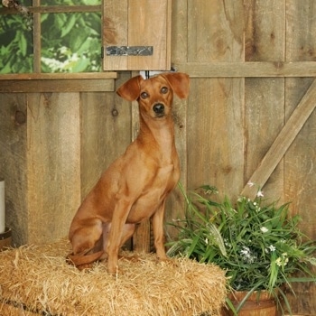 A red Italian Doxie is sitting on a hay bale in front of a wooden wall.