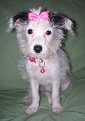 jack russell crossed with poodle