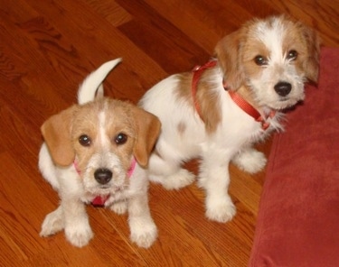 Two tan and white Jack-A-Bee puppies are sitting on a hardwood floor in front of a red pillow