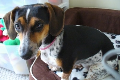 A white and black with a tan Jackshund is sitting in a dog bed with a bin of dog toys next to it.