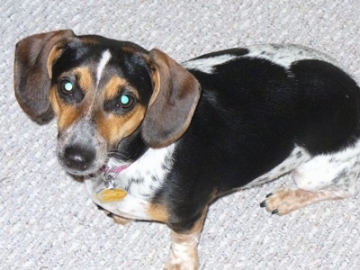 jack russell and dachshund mix