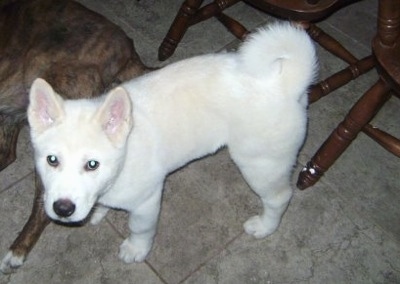 all white american akita