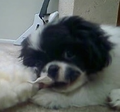 Close Up - A white and black Japillon puppy is laying down and biting the tag from a plush doll