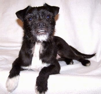 A black with white Jug is laying on a white backdrop. It has an underbite and its bottom teeth are showing really bright against its black face.