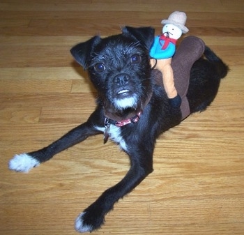A black with white Jug is laying on a hardwood floor. There is a saddle on its back and a toy cowboy sitting on the saddle. The dog has an under bite and its bottom teeth are showing.