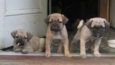 Three Jug puppies are standing and sitting in a row in a front door way