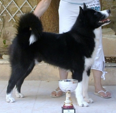 A black with white Karelian Bear Dog is standing on a sidewalk being posed by a person at a dog show. There is a trophy in front of it