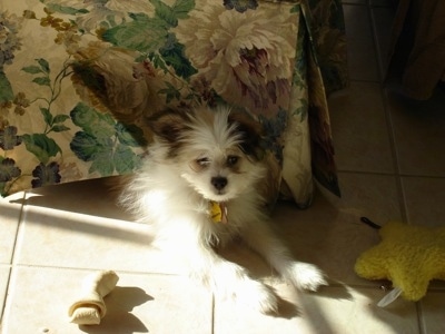 A white with grey and tan Kimola puppy is laying half under a table with a plush star toy and a rawhind bone next to it