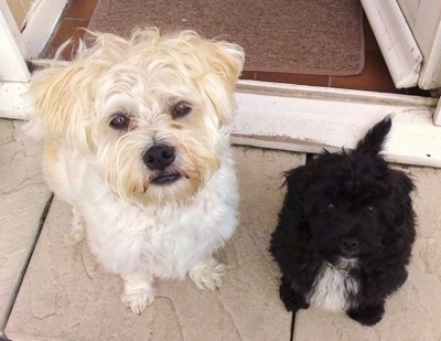A white with tan La-Chon is sitting next to a black with white La-Chon puppy in front of a doorway.