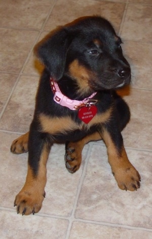 rottweiler and chocolate lab mix