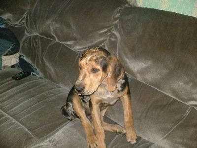 A merle-colored American Leopard Hound puppy is sitting on a tan sofa and looking to the right of its body.