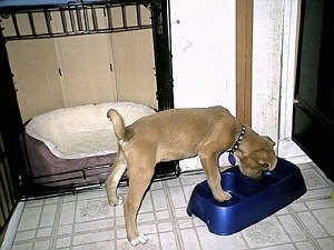 The right side of a tan with white Boxachi puppy that is eating food out of a blue bowl, in a kitchen.