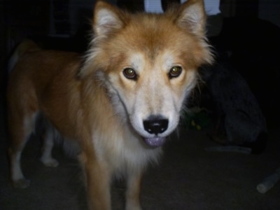 husky cross japanese spitz