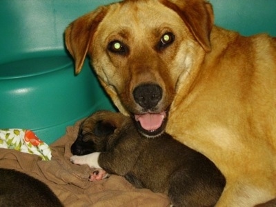 Upper body shot of a Golden Labrador mix laying behind a small, sleeping, Golden Labrador/German Shepherd mix puppy. The larger dog is looking up with its mouth open looking like it is smiling.
