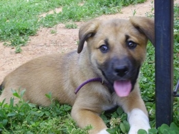A smiling, tan with black and white Golden Labrador/German Shepherd mix puppy is laying in grass next to a black pole with a dirt path behind it.