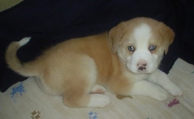 A blue-eyed, tan with white Labrador/Boxer/Rottweiler/Husky mix puppy is laying on a rug and a dark blue blanket. It is looking up.