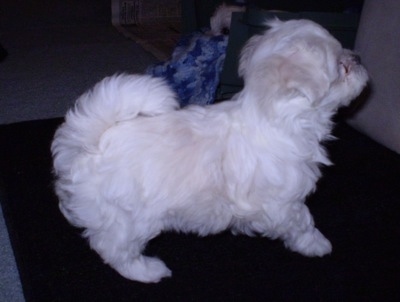 Right Profile - A white Maltese puppy is standing on a black rug and looking up
