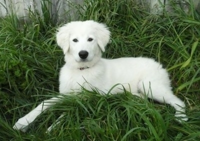 A fuzzy white Maremma Sheepdog puppy is laying in relatively tall grass and there is a wooden fence behind it.
