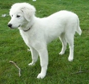 white maremma dog