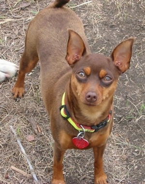 Sundance the Min Pin standing outside looking at the camera holder