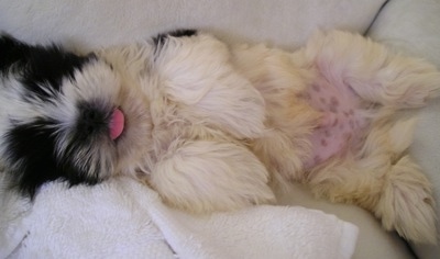 A black and white Mi-ki puppy is laying on its back belly-up on a white couch with a white towel next to it with its tongue out.