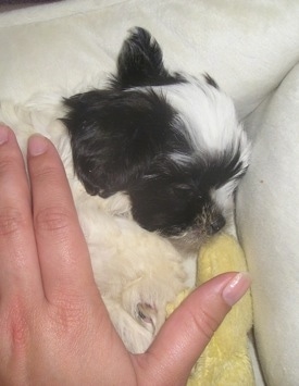 A black and white Mi-Ki puppy is sleeping against the arm of a couch. There is a human hand over the top of a Mi-Ki puppy and a yellow plush toy next to it.
