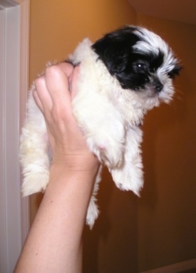 A black and white Mi-Ki puppy is being held in the air by a persons hand in front of a gold wall inside of a home.