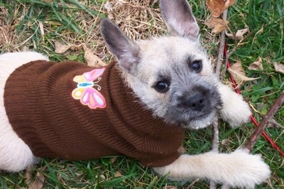 Miniature French Schnauzer Dog Breed 