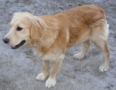 Side view - A Miniature Golden Retriever is standing in dry dirt and looking forward. Its mouth is open and tongue is slightly out.