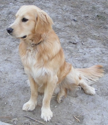 small english cream golden retriever