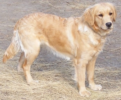 Miniature Golden Retriever Dog Breed