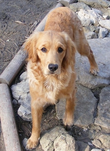 golden retriever x king charles cavalier