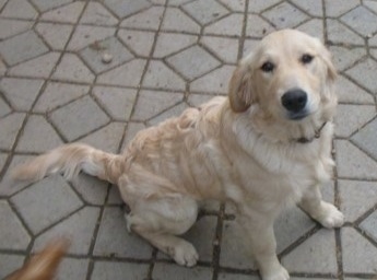 A crean-colored Miniature Golden Retriever is sitting on a tan stone tiled floor and looking up.