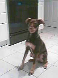 A black with tan and white mixed breed dog is sitting on a tiled floor and it is looking forward.