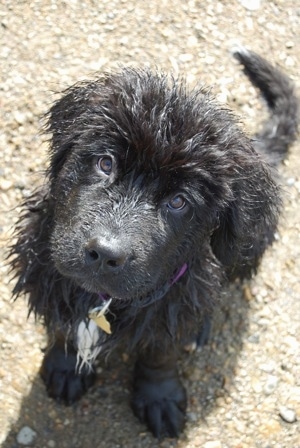 View from the top looking down - A wet black with white Newfoundland puppy is sitting in sand and looking up.