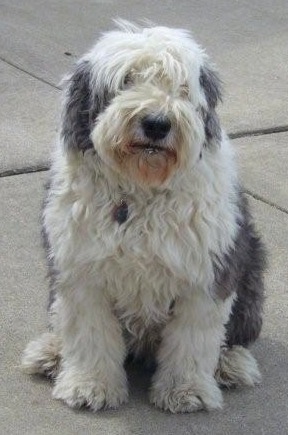 shaggy dog old english sheepdog