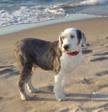 sheepdog shaved