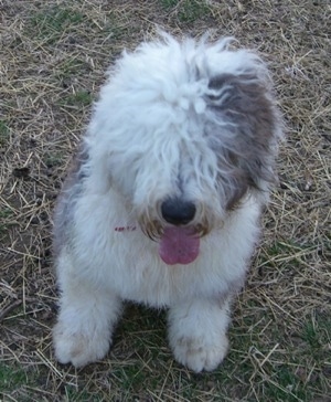 View from above looking down at the dog - A shaggy grey with white Old English Sheepdog is sitting in grass and hay. It is looking forward and its mouth is open and tongue is out.