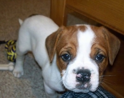 Front view - A white with red Olde English Bulldogge puppy is standing on a carpet and its head is over top of the knee of a person who is in front of it. There is a dog bone toy and a yellow and black rope- ball toy on the floor behind it.