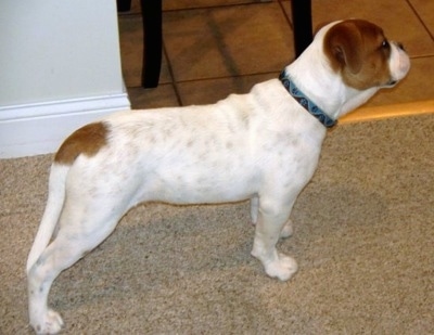 Right Profile - A white with red Olde English Bulldogge puppy is standing on a carpet and it is looking to the right.