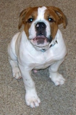 Front view from above - A white with red Olde English Bulldogge is sitting on a carpet and it is looking up and is in mid-bark with its mouth open. It has a little bit of pink on its black nose.