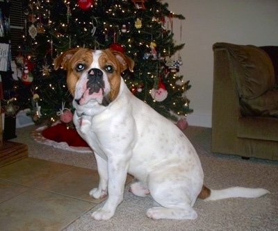 Left Profile - A muscular, white with red Olde English Bulldogge is sitting on a tan carpet in front of a lit decorated Christmas tree. The dog's head is turned to face the camera