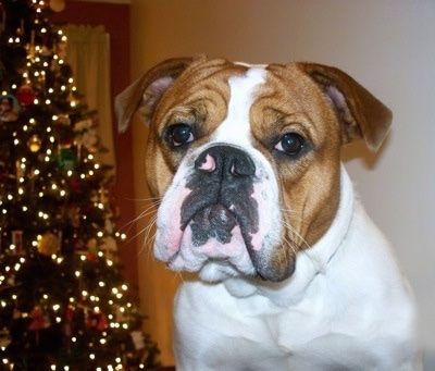 Close up head and upper body shot - A wrinkly, large-headed, white with red Olde English Bulldogge is sitting in a room in front of a lit up Christmas tree. The dog has a pink spot on its black nose.